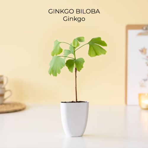 Cadeau arbre en boîte - image 3